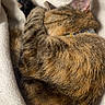 Nemo joined the competition — help win amazing prizes! cat, tabby_cat, sleeping, curled_up, furry, pet, animal, blanket, cozy, indoors, close_up, relaxed, resting, paw, ear, whiskers, striped_fur, brown_fur, soft, cute