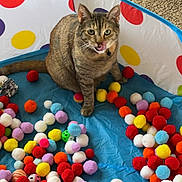 Nemo joined the competition — help win amazing prizes! cat, tabby, pet, animal, sitting, tongue, whiskers, collar, play_tent, colorful, pom_poms, toys, indoor, play_area, blue, red, yellow, portrait, feline, funny