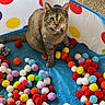 cat, tabby, pet, animal, sitting, tongue, whiskers, collar, play_tent, colorful, pom_poms, toys, indoor, play_area, blue, red, yellow, portrait, feline, funny