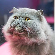 Lancelot participe au concours pour gagner de l'argent avec cette photo : animal, background_blur, cat, closeup, curious, cute, face, feline, fluffy, fur, gray, indoor, looking_up, mammal, persian_cat, pet, portrait, soft, whiskers, yellow_eyes