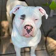 Chief joined the competition — help win amazing prizes! animal, black_patch, blue_eyes, canine, close_up, concrete_floor, dog, ears, fur, looking_at_camera, nature, nose_marking, outdoor, paw, pet, plant, portrait, shadow, sunlight, white_dog