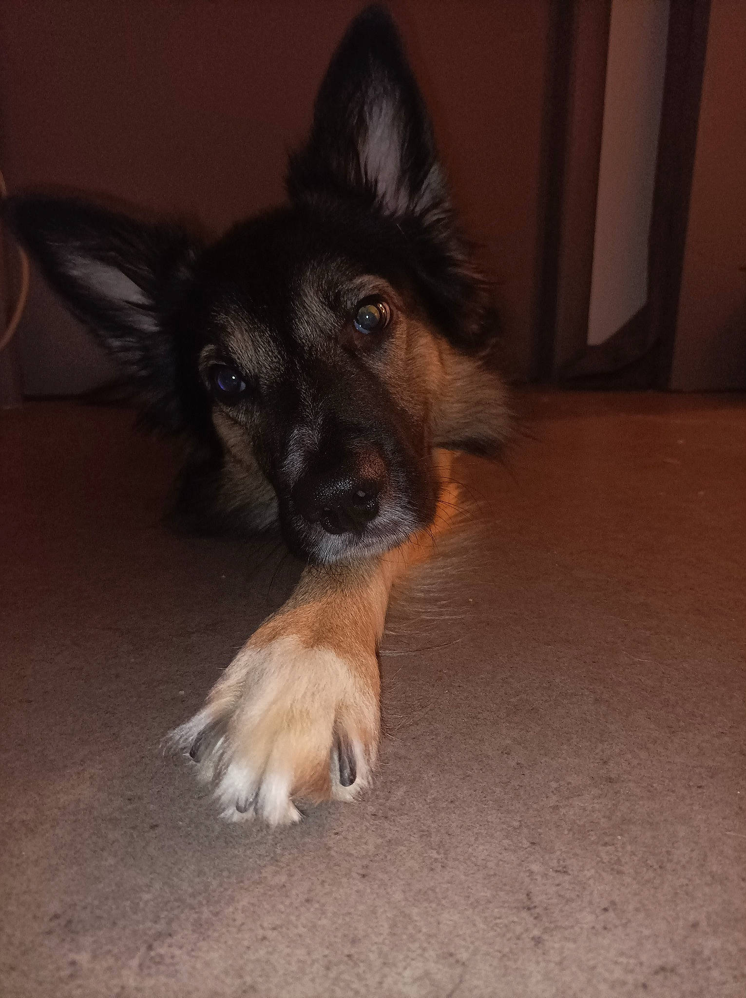 Toy participe au concours pour gagner de l'argent avec cette photo : balance, canidae, carnivore, companion_dog, dog, dog_breed, ear, fawn, flooring, foot, fur, german_shepherd_dog, herding_dog, king_shepherd, old_german_shepherd_dog, snout, sporting_group, terrestrial_animal, whiskers, working_dog