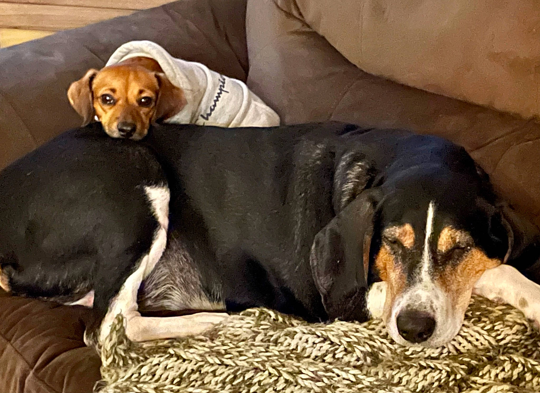 Daisy joined the competition — help win amazing prizes! beaglier, canidae, carnivore, comfort, companion_dog, couch, dog, dog_breed, dog_supply, fur, hound, hunting_dog, pet_supply, scent_hound, snout, sporting_group, terrestrial_animal, working_animal, working_dog