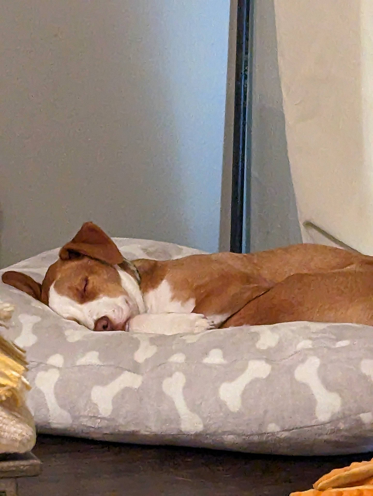 Judge joined the competition — help win amazing prizes! bed, bed_frame, bedding, bedroom, beige, brown, carnivore, comfort, companion_dog, dog, dog_breed, fawn, flooring, hardwood, linens, mattress, room, sporting_group, tail, wood