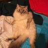 cat, fluffy_cat, long-haired_cat, pet, animal, fur, whiskers, ears, eyes, indoors, bed, blanket, pillow, bedroom, red_blanket, blue_blanket, black_clothing, lounging, lying_down, portrait