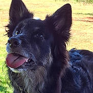 Raika a rejoint le concours — aidez-le/la à gagner de superbes lots ! dog, canine, black_dog, long_hair, floppy_tongue, panting, pointed_ears, portrait, outdoor, grass, sunlight, park, nature, animal, pet, fur, closeup, happy, looking_at_camera, standing