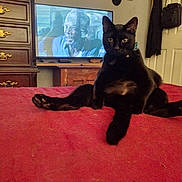 Jupiter joined the competition — help win amazing prizes! cat, black_cat, bed, red_bedspread, television, tv_screen, person_on_tv, dresser, hats, home_interior, furniture, relaxed, indoor, pet, feline, animal, curious, looking_at_camera, collar, wooden_furniture
