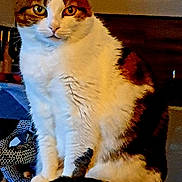 Isis a rejoint le concours — aidez-le/la à gagner de superbes lots ! cat, tabby_cat, white_fur, indoor, pet, feline, sitting, close_up, animal, cozy, wooden_surface, fabric, home, domestic_animal, fur, looking, ears, whiskers, claws, curious