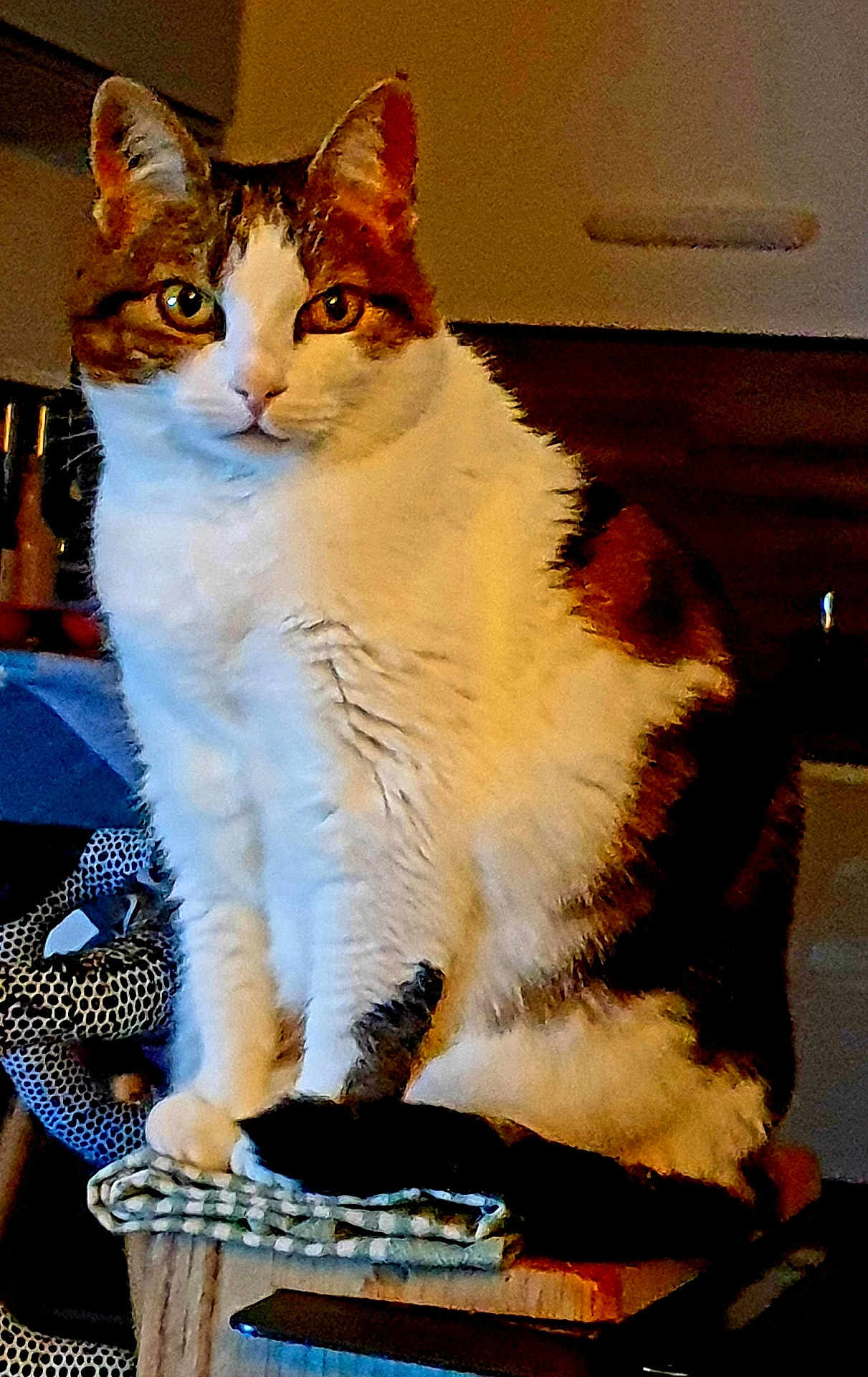 Isis a rejoint le concours — aidez-le/la à gagner de superbes lots ! cat, tabby_cat, white_fur, indoor, pet, feline, sitting, close_up, animal, cozy, wooden_surface, fabric, home, domestic_animal, fur, looking, ears, whiskers, claws, curious