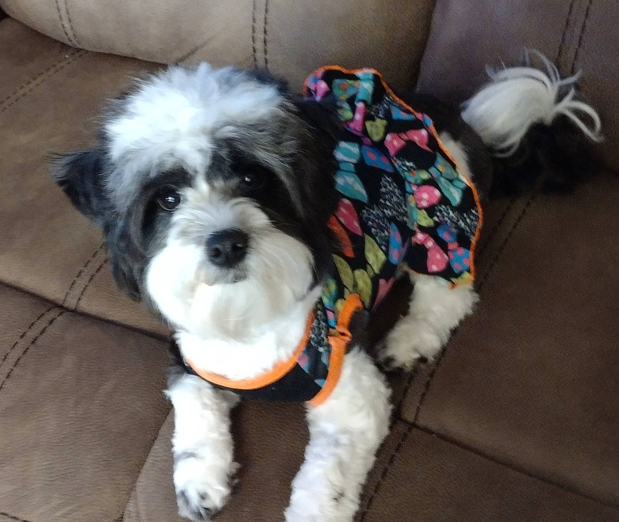 Marsha is registered to the contest to win money with this photo: biewer_terrier, canidae, carnivore, collar, companion_dog, dog, dog_breed, dog_clothes, dog_collar, dog_supply, fur, poodle_crossbreed, puppy, small_terrier, snout, sporting_group, terrier, toy_dog, white, working_animal