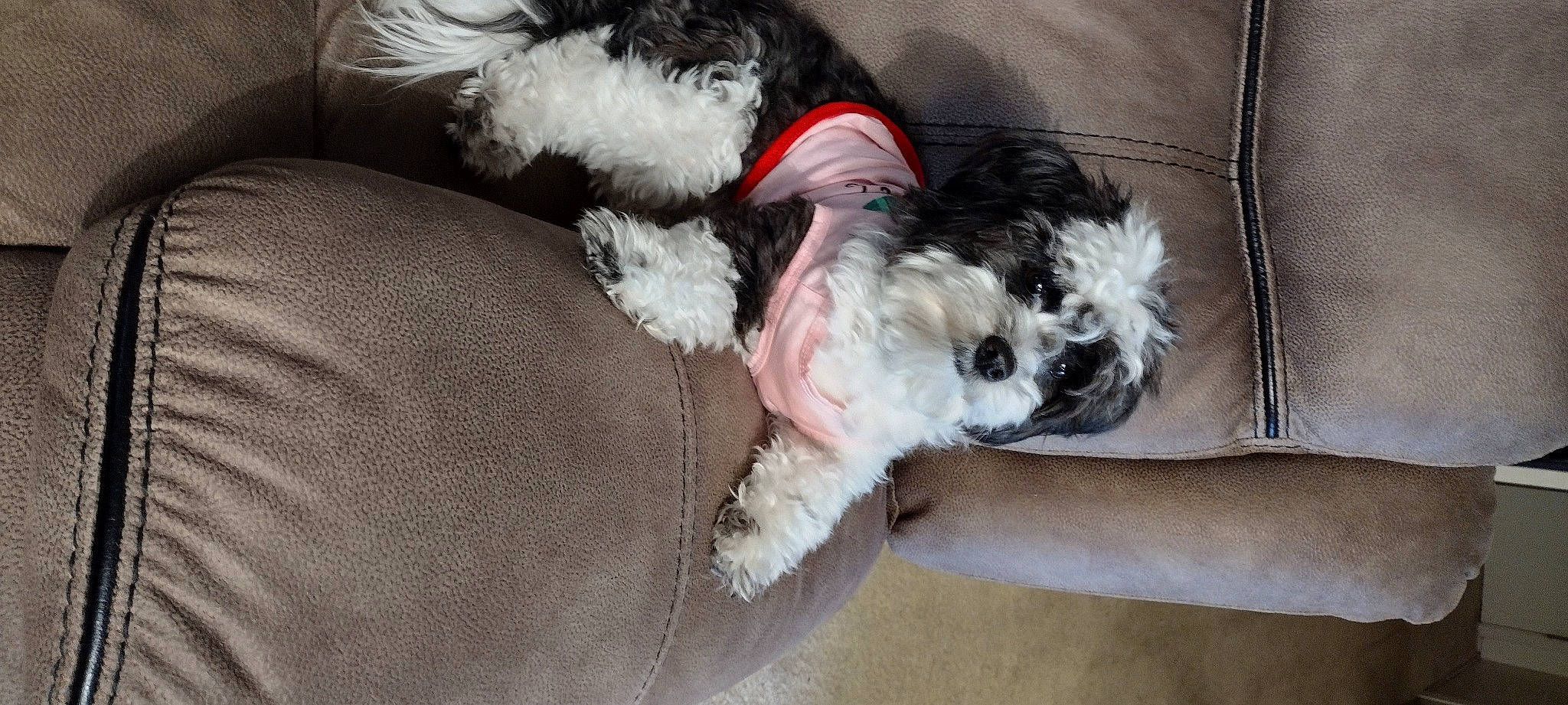 Marsha is registered to the contest to win money with this photo: canidae, carnivore, collar, comfort, companion_dog, dog, dog_breed, dog_collar, dog_supply, fur, maltepoo, paw, poodle_crossbreed, shih_poo, small_terrier, snout, sporting_group, terrier, toy_dog, working_animal