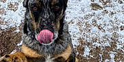 Rocky is registered to the contest to win money with this photo: dog, animal, pet, paw, tongue, licking, snow, mud, outdoor, curious, brown, black, white, speckled_coat, close_up, fur, nature, playful, friendly, canine