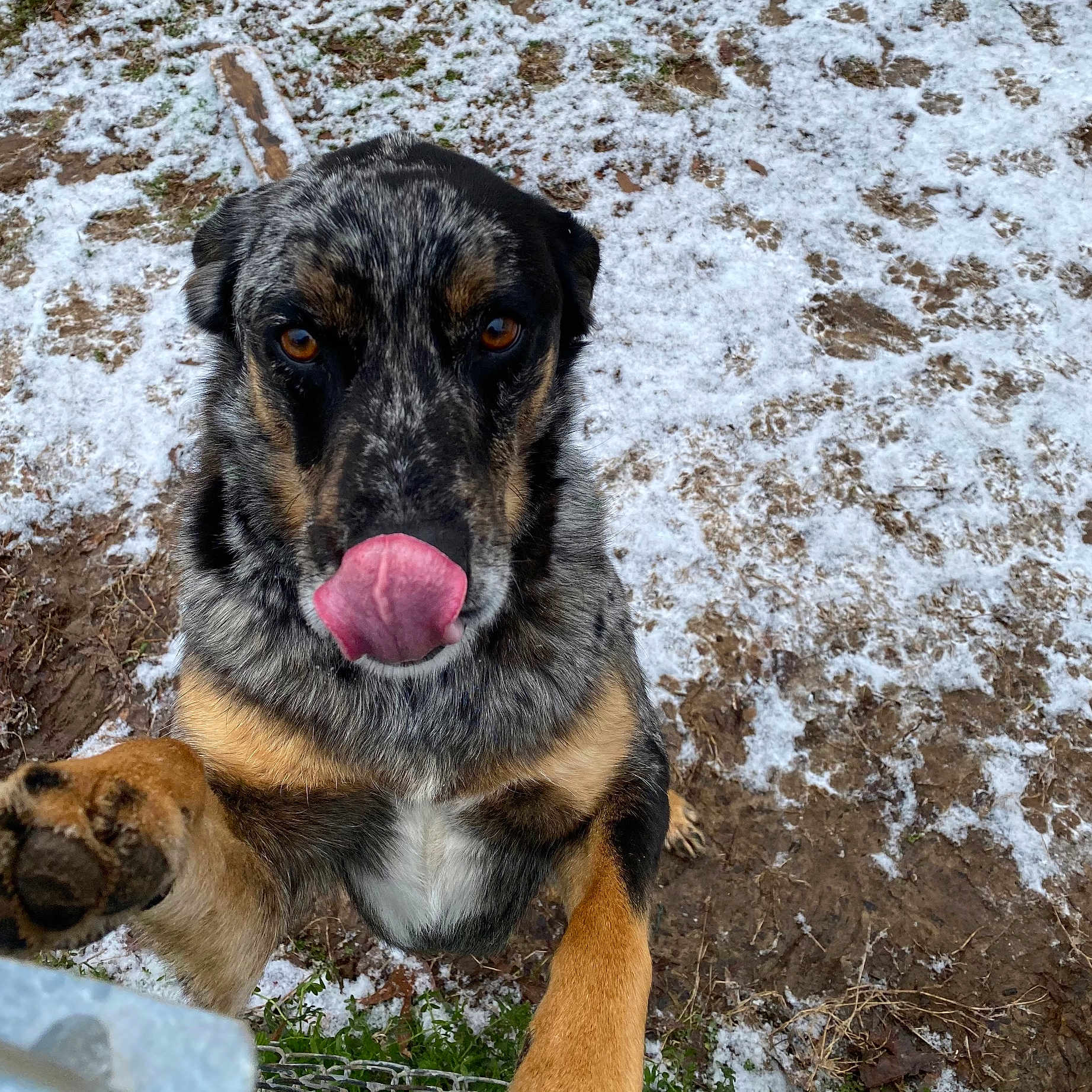 Rocky is registered to the contest to win money with this photo: animal, black, brown, canine, close_up, curious, dog, friendly, fur, licking, mud, nature, outdoor, paw, pet, playful, snow, speckled_coat, tongue, white