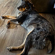 Rocky joined the competition — help win amazing prizes! dog, lying_down, wooden_floor, indoor, pet, canine, fur, black_fur, brown_fur, grey_fur, relaxed, leather_couch, side_view, paw, animal, companion, domestic_animal, resting, calm, home_interior