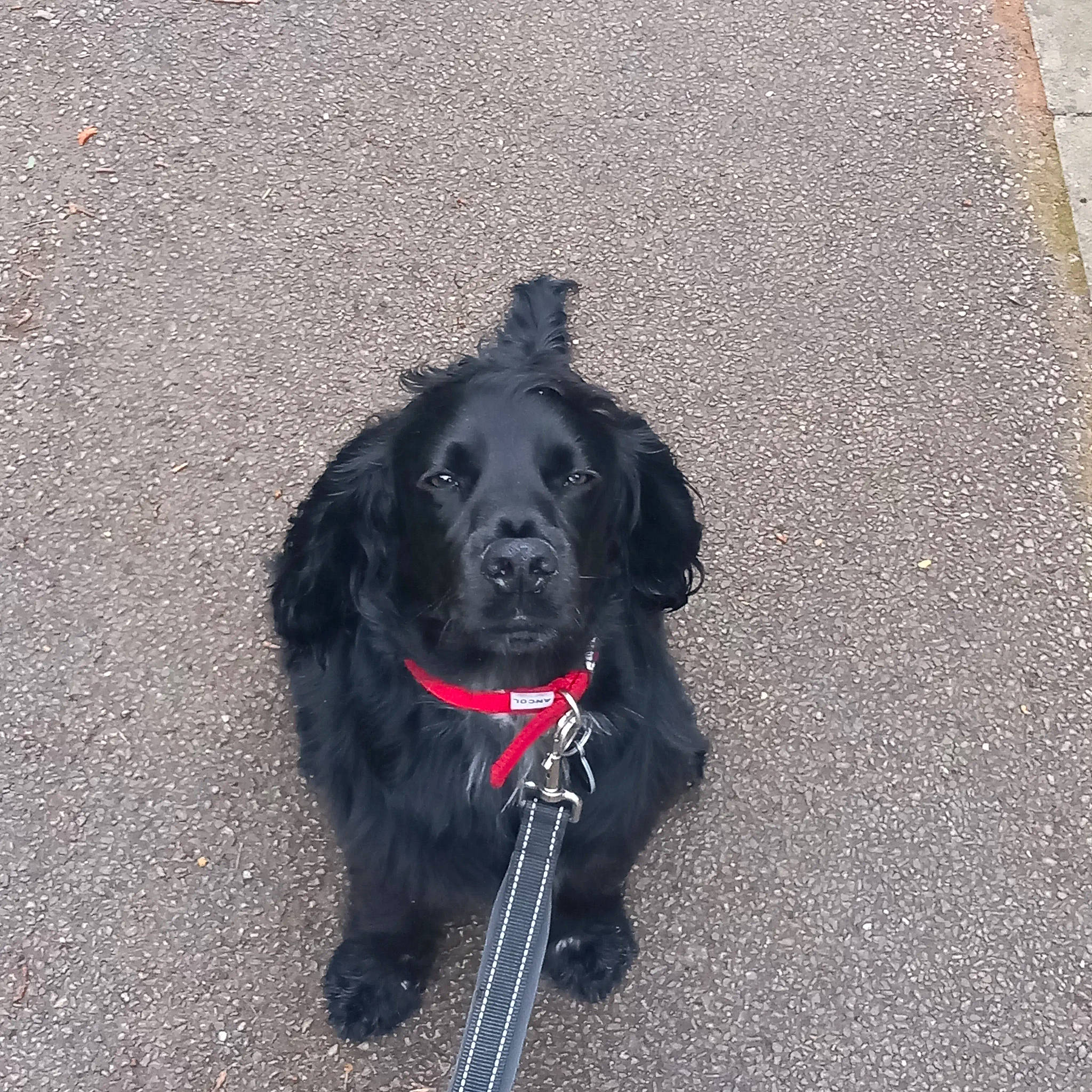 Floki is registered to the contest to win money with this photo: asphalt, borador, canidae, carnivore, collar, companion_dog, concrete, dog, dog_breed, dog_collar, fur, gun_dog, hunting_dog, liver, pet_supply, road_surface, shadow, sporting_group, tar, working_animal