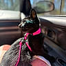 cat, black_cat, pet, animal, indoor, car, window, harness, leash, blanket, sunlight, side_view, feline, domestic_animal, curious, soft_texture, seat, pink, resting, profile