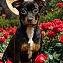 animal, black_dog, brown_markings, closeup, cute, dog, flora, full_moon, garden, leaves, nature, night, outdoor, pet, plants, portrait, puppy, red_flowers, roses, sitting