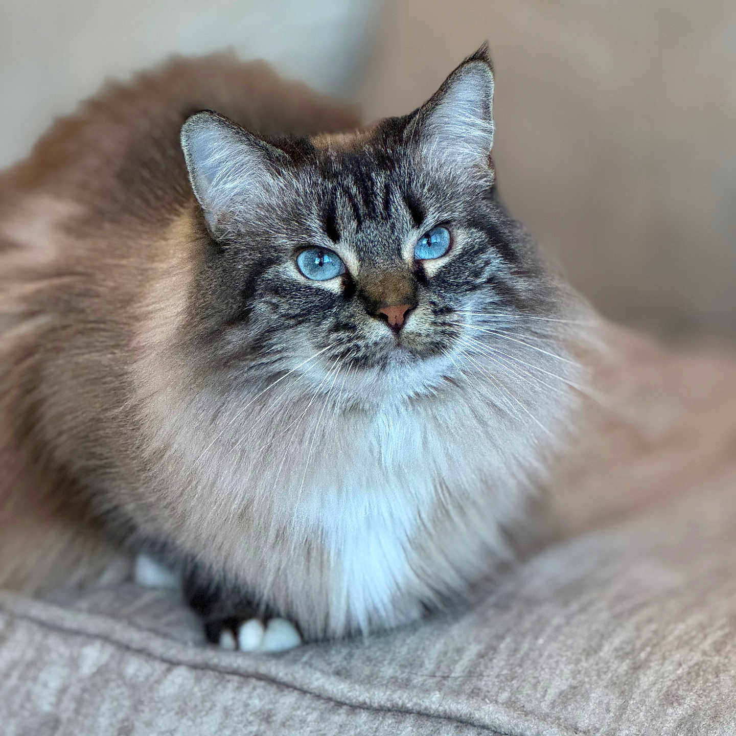 Marina joined the competition — help win amazing prizes! animal, beige, blue_eyes, cat, closeup, couch, cozy, cute, domestic_animal, feline, fluffy, fur, indoor, mammal, pet, portrait, relaxed, resting, soft, whiskers