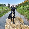 animal, collar, curious, dog, fence, grass, hill, landscape, nature, outdoor, path, pet, road, rock, rural, scenic, sky, sunlight, tilted_head, trees