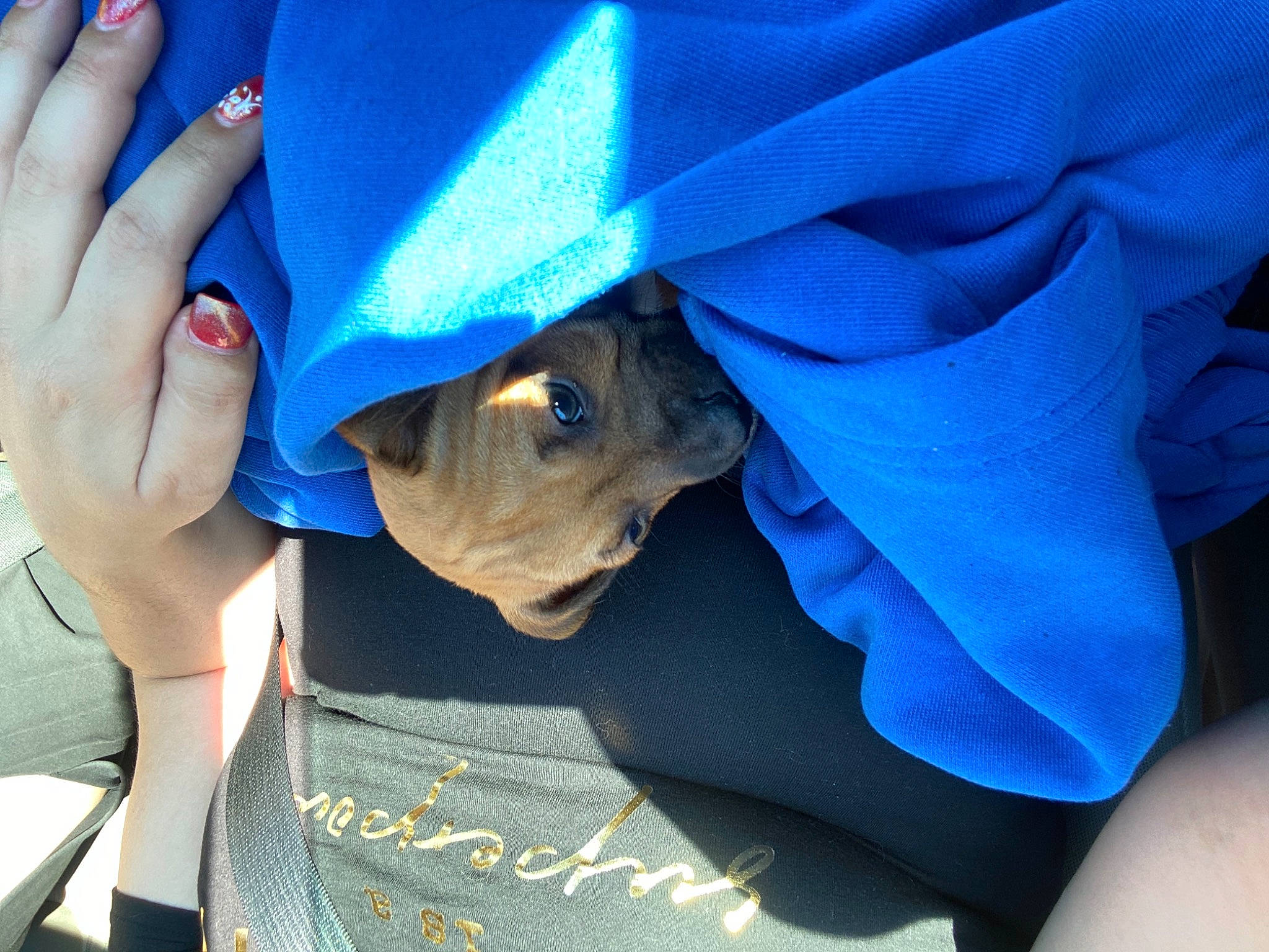 Daryl joined the competition — help win amazing prizes! blue, carnivore, companion_dog, dog, dog_breed, electric_blue, fashion_accessory, finger, gesture, human_leg, nail, russian_blue, sleeve, t_shirt, thumb, wrinkle, wrist