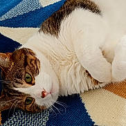 Goose joined the competition — help win amazing prizes! cat, feline, pet, animal, tabby, white_fur, green_eyes, whiskers, ears, nose, paws, lying_down, relaxed, indoor, rug, pattern, blue, brown, white, cozy