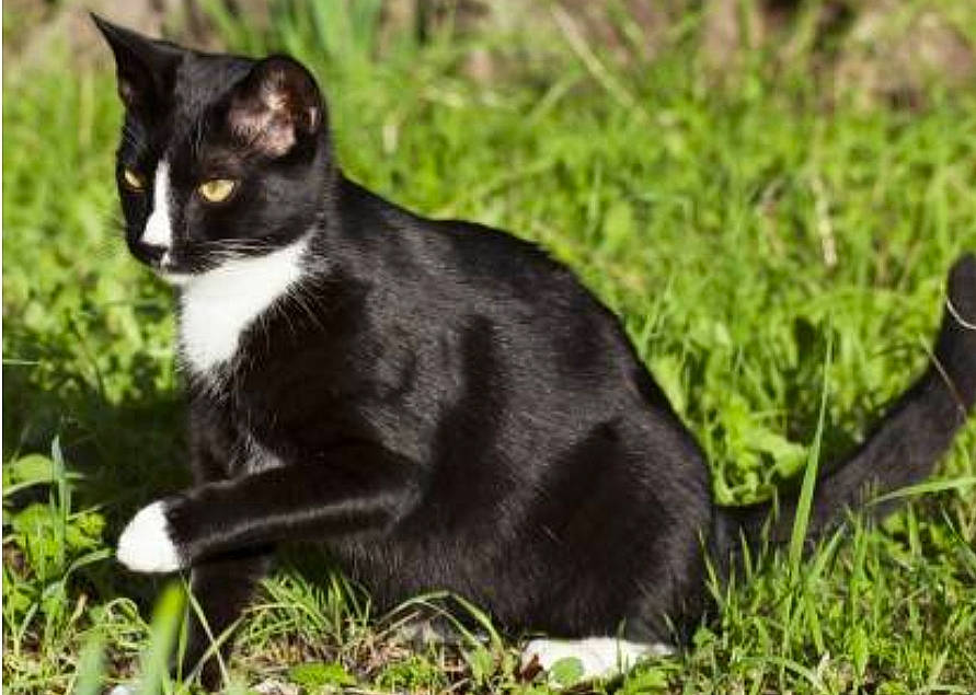 Sushi participe au concours pour gagner de l'argent avec cette photo : black_cat, carnivore, cat, domestic_short_haired_cat, felidae, fur, grass, grassland, groundcover, plant, small_to_medium_sized_cats, tail, terrestrial_animal, tree, whiskers