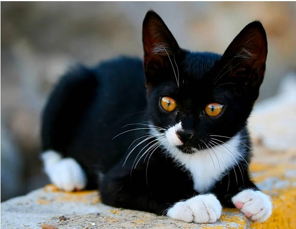 Sushi a rejoint le concours — aidez-le/la à gagner de superbes lots ! black_cat, carnivore, cat, claw, domestic_short_haired_cat, felidae, foot, fur, paw, sitting, small_to_medium_sized_cats, snout, tail, terrestrial_animal, tree, whiskers, wildlife