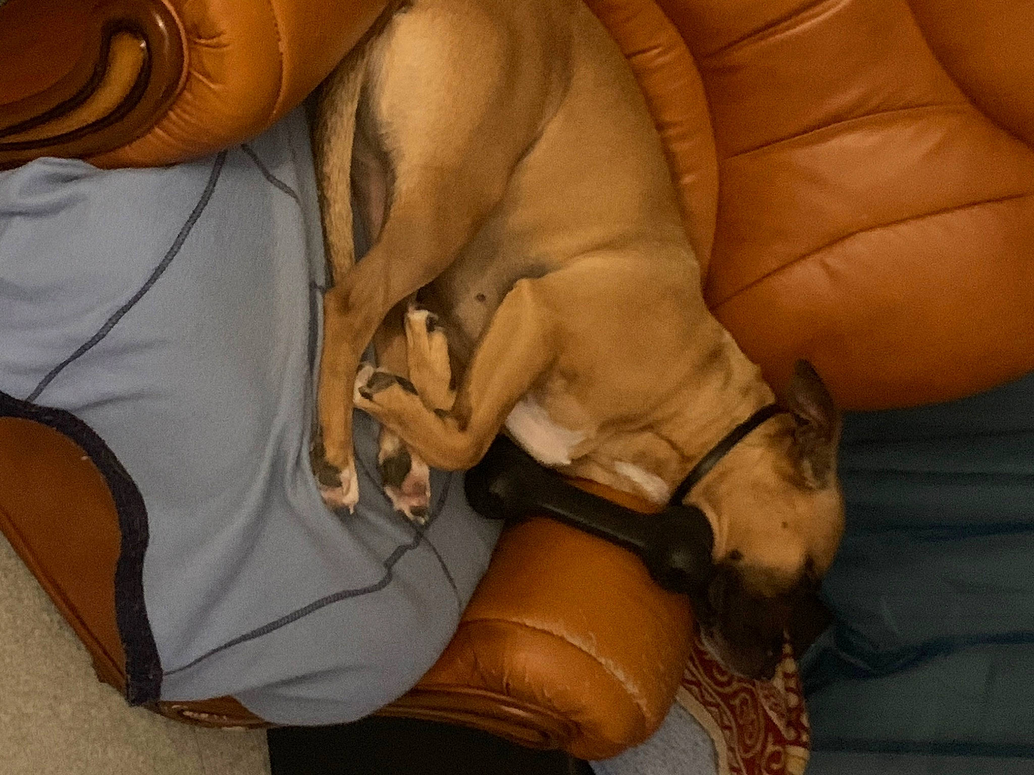 Lana a rejoint le concours — aidez-le/la à gagner de superbes lots ! canidae, carnivore, comfort, companion_dog, dog, dog_breed, fawn, foot, fur, gesture, human_leg, knee, nail, sporting_group, thigh, toy_dog, wood, working_animal, wrinkle, wrist