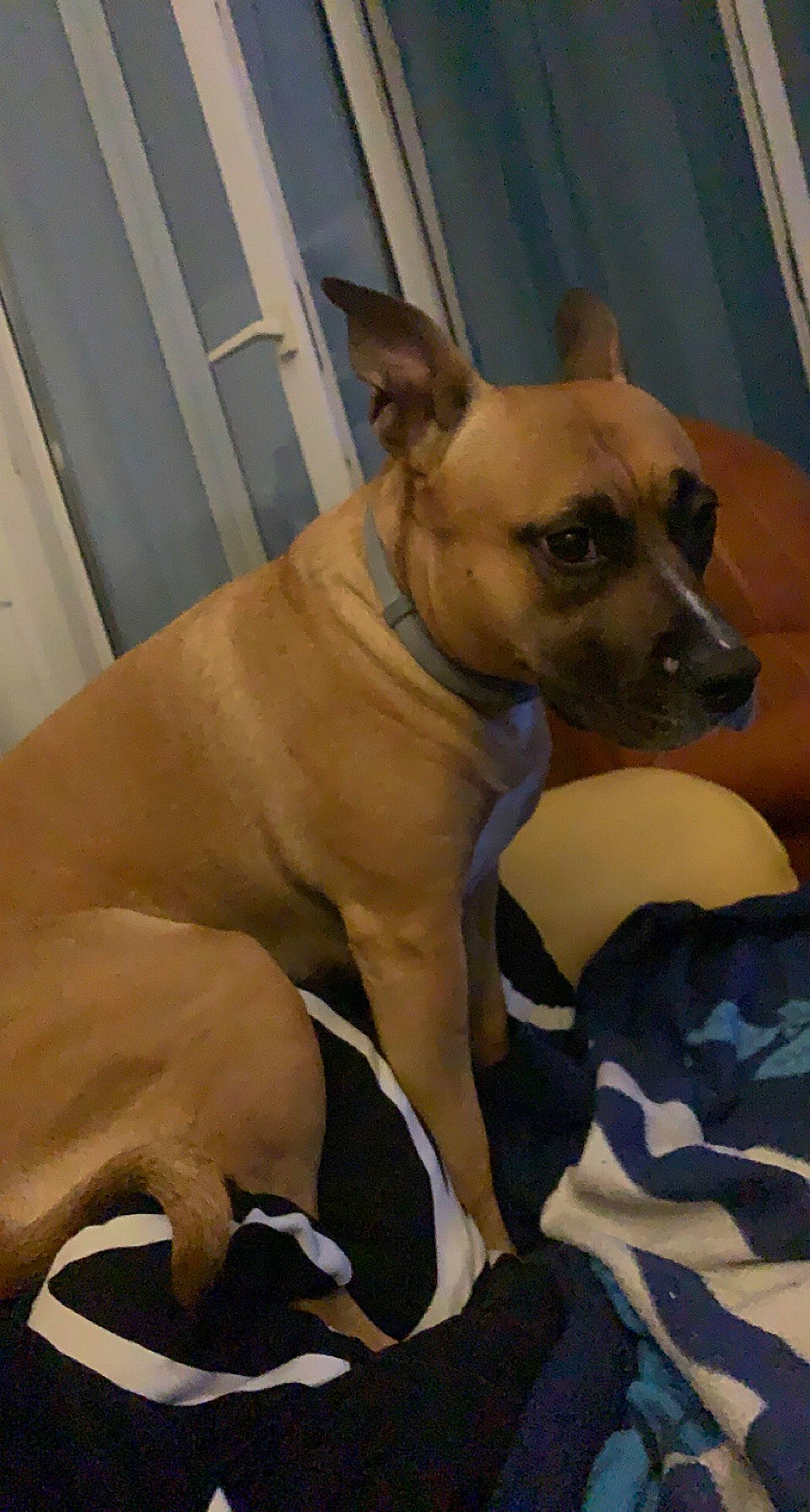 Lana a rejoint le concours — aidez-le/la à gagner de superbes lots ! ancient_dog_breeds, canidae, carnivore, collar, comfort, companion_dog, dog, dog_breed, dog_collar, dog_supply, fawn, fur, non_sporting_group, paw, snout, sporting_group, toy_dog, whiskers, working_animal, working_dog