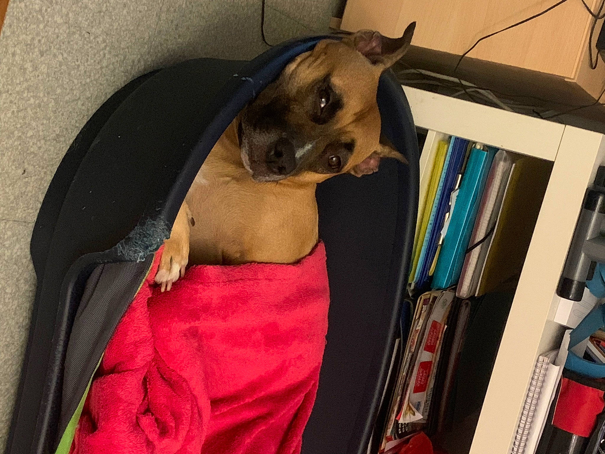 Lana participe au concours pour gagner de l'argent avec cette photo : bag, bookcase, canidae, carnivore, collar, companion_dog, costume, dog, dog_breed, dog_clothes, dog_collar, dog_supply, fawn, fur, magenta, pet_supply, snout, sporting_group, toy_dog, whiskers