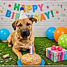 Lagertha joined the competition — help win amazing prizes! dog, birthday, party_hat, cake, candle, balloons, gift_box, confetti, grass, celebration, colorful, indoor, decorations, party, festive, animal, pet, happy, cute, one_year