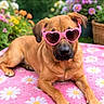 Lagertha joined the competition — help win amazing prizes! dog, sunglasses, heart_shaped, pink, blanket, daisy_pattern, flower, garden, outdoor, summer, pet, canine, relaxed, laying_down, brown_fur, basket, colorful, nature, cute, accessory