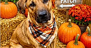 Lagertha is registered to the contest to win money with this photo: dog, pumpkin, pumpkin_patch, bandana, plaid, hay, flowers, orange, autumn, fall, outdoor, pet, cute, brown_dog, wooden_sign, decor, seasonal, festive, portrait, sitting