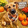 dog, pumpkin, pumpkin_patch, bandana, plaid, hay, flowers, orange, autumn, fall, outdoor, pet, cute, brown_dog, wooden_sign, decor, seasonal, festive, portrait, sitting