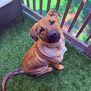 Lagertha is registered to the contest to win money with this photo: dog, pet, animal, canine, balcony, outdoor, greenery, grass, wicker_chair, fence, wooden_railings, curious, sitting, looking_up, brown_fur, tail, paw, daylight, domestic, companion