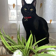 Mouki participe au concours pour gagner de l'argent avec cette photo : black_cat, cat, pet, animal, indoor, plant, green_plant, windowsill, curtain, red_collar, feline, domestic_cat, window, natural_light, houseplant, leaf_pattern, table, close_up, sitting, looking