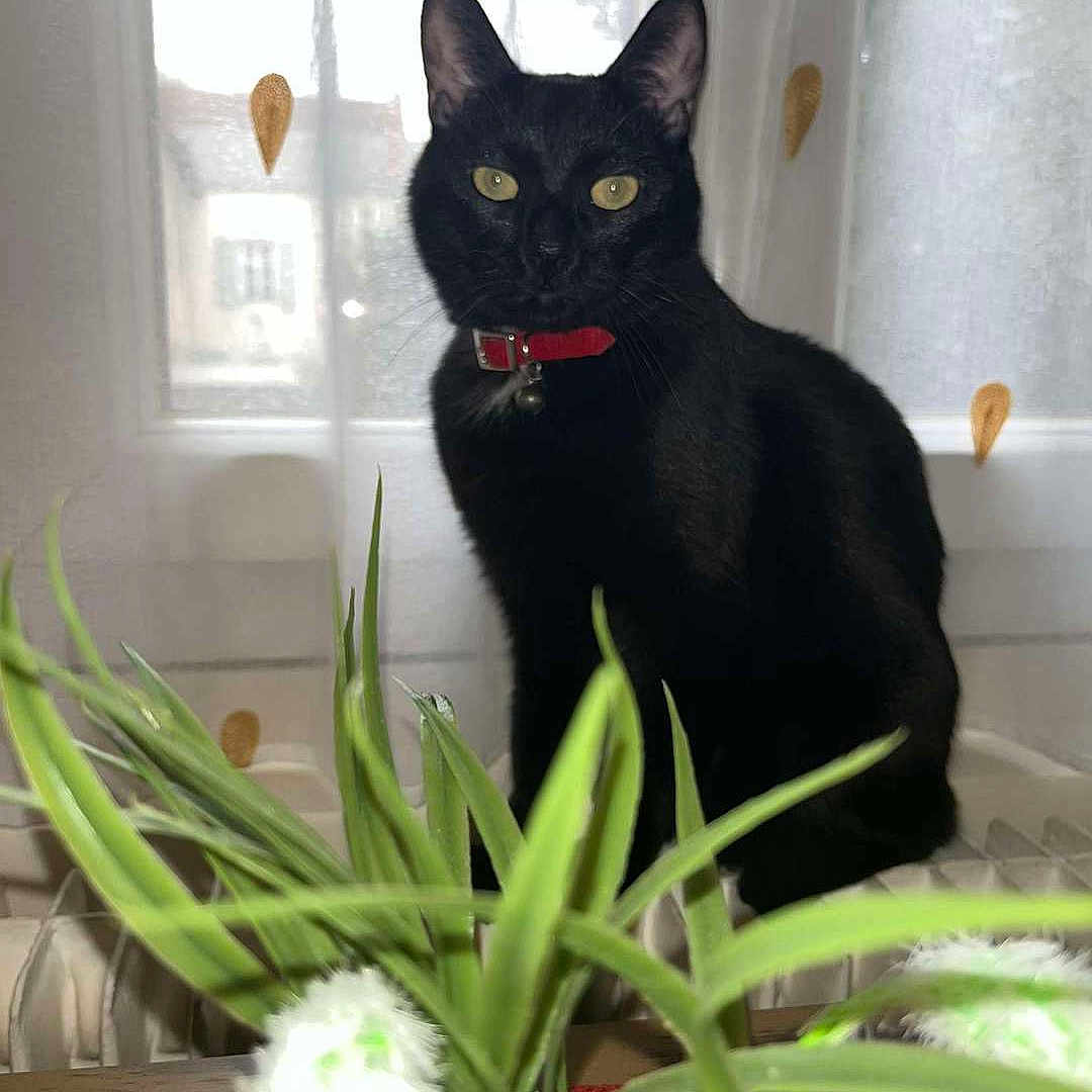 Mouki participe au concours pour gagner de l'argent avec cette photo : animal, black_cat, cat, close_up, curtain, domestic_cat, feline, green_plant, houseplant, indoor, leaf_pattern, looking, natural_light, pet, plant, red_collar, sitting, table, window, windowsill