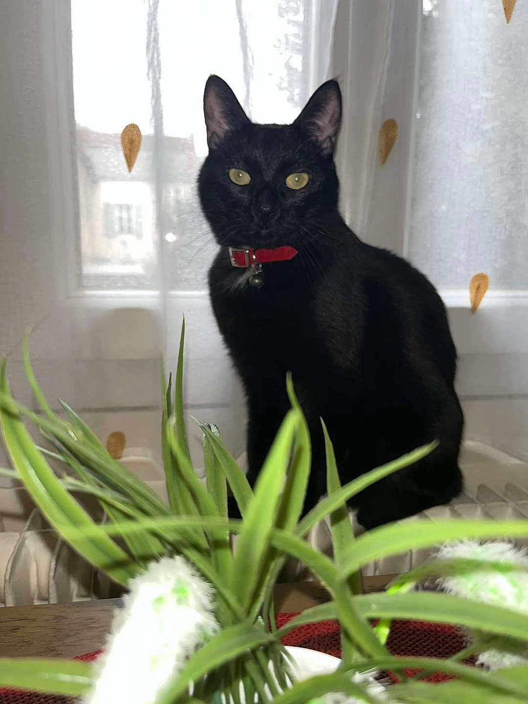Mouki participe au concours pour gagner de l'argent avec cette photo : black_cat, cat, pet, animal, indoor, plant, green_plant, windowsill, curtain, red_collar, feline, domestic_cat, window, natural_light, houseplant, leaf_pattern, table, close_up, sitting, looking