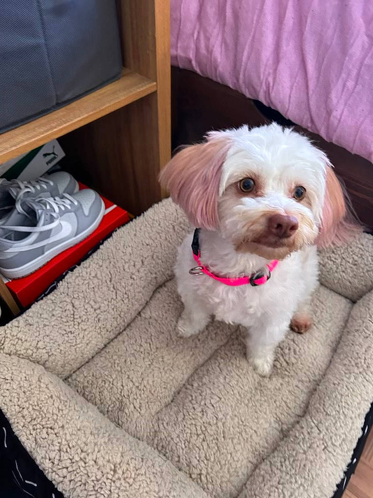 Stoney joined the competition — help win amazing prizes! canidae, carnivore, circle, collar, comfort, companion_dog, dog, dog_breed, dog_collar, dog_supply, firefighter, fur, labradoodle, maltepoo, shih_poo, small_terrier, sporting_group, terrier, toy_dog, water_dog