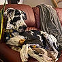 animal, blanket, brown, canine, chew_bone, collar, cozy, dog, fur, furniture, great_dane, home, indoor, leather_couch, paw, pet, plant, relaxed, resting, spotted_dog