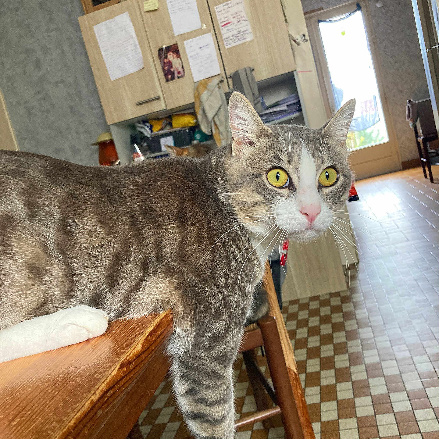 Oli a rejoint le concours — aidez-le/la à gagner de superbes lots ! animal, architecture, building, cat, couch, desk, diningroom, diningtable, furniture, hardwood, indoors, interiordesign, livingroom, person, pet, plywood, room, shelf, table, wood