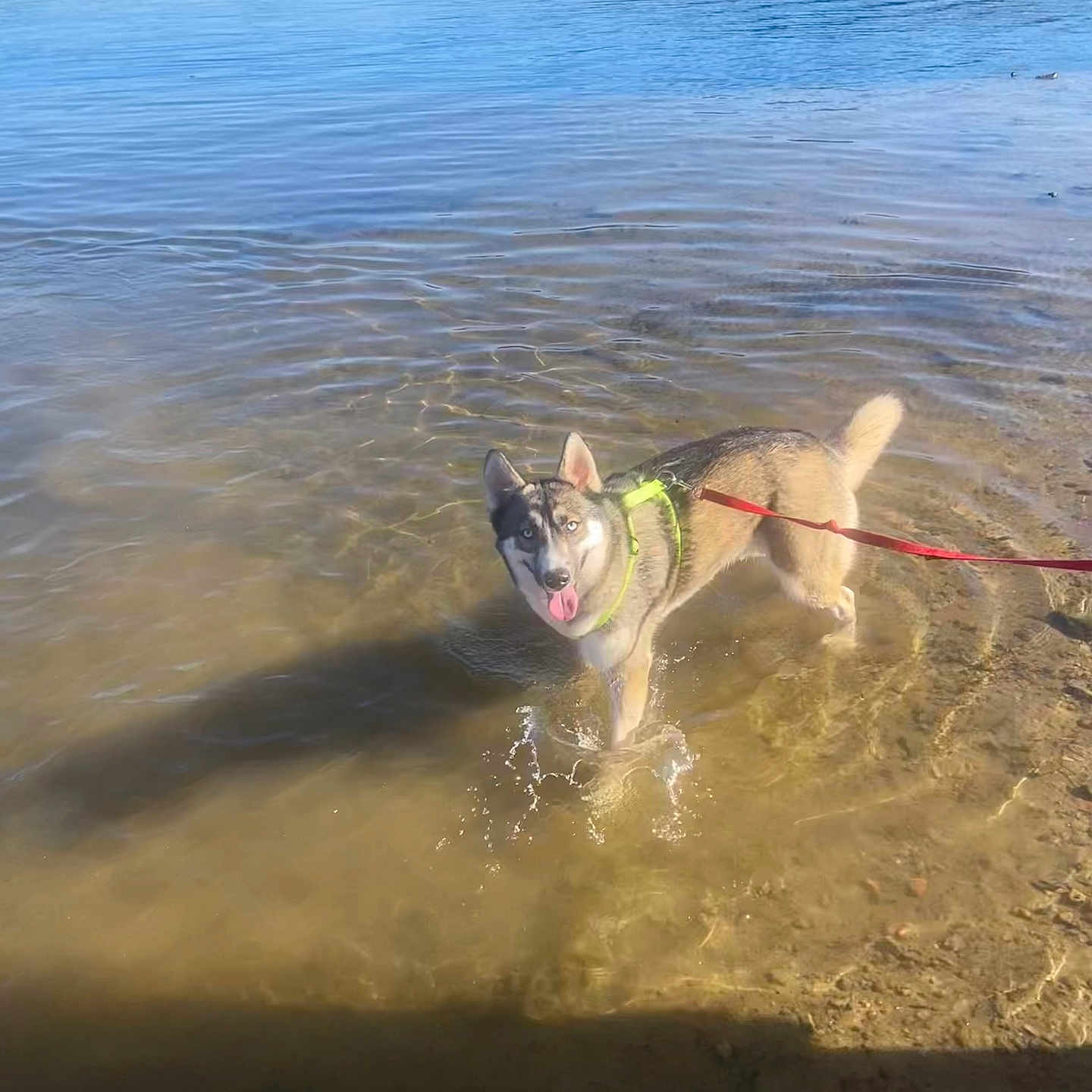 Anouka participe au concours pour gagner de l'argent avec cette photo : accessories, animal, beach, canine, coast, dog, face, head, lake, nature, outdoors, person, pet, puppy, rock, sea, shoreline, strap, summer, water