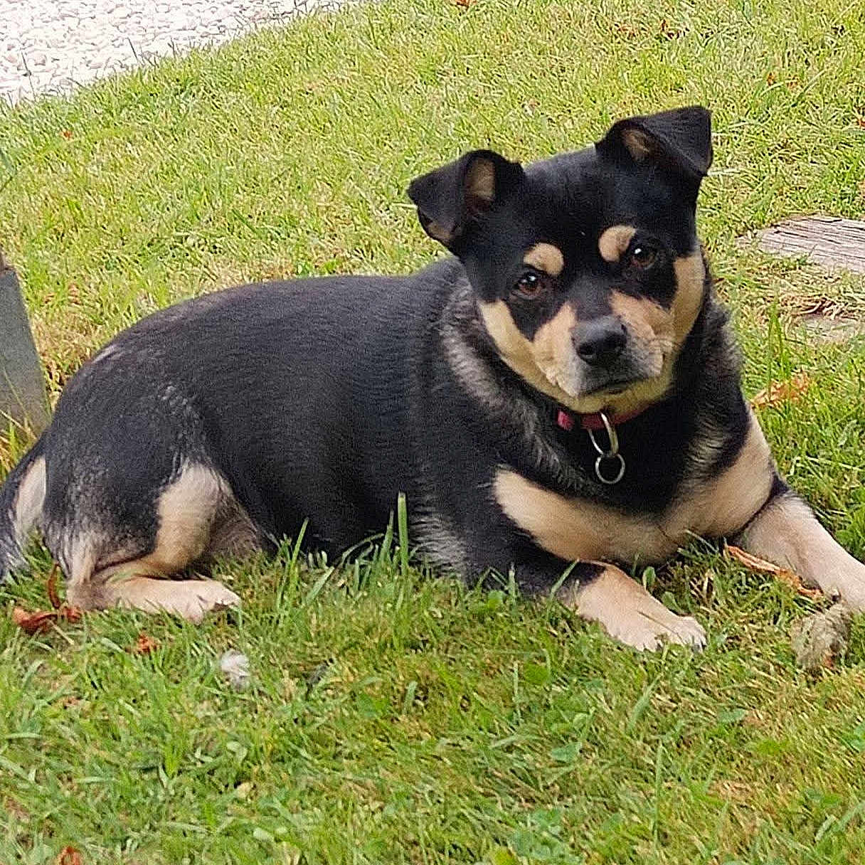 Nala a rejoint le concours — aidez-le/la à gagner de superbes lots ! animal, black_and_tan, canine, collar, cute, dog, domestic_animal, ears, face, fur, grass, grass_field, lawn, looking, mammal, nature, outdoor, pet, resting, summer