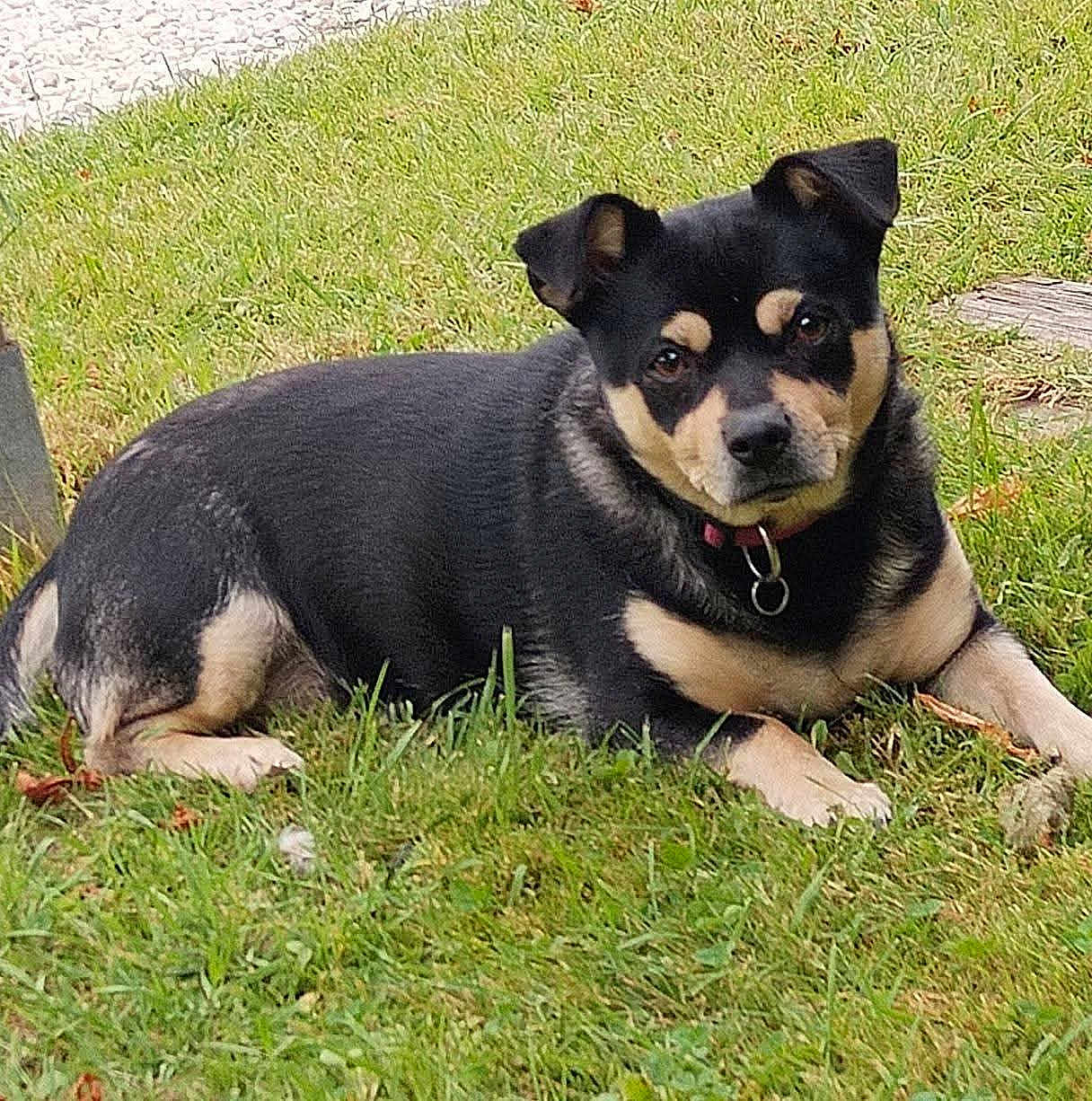 Nala a rejoint le concours — aidez-le/la à gagner de superbes lots ! dog, black_and_tan, grass, outdoor, pet, canine, collar, lawn, animal, resting, nature, fur, ears, face, looking, grass_field, summer, cute, domestic_animal, mammal