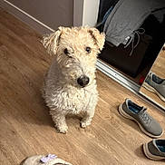 Baxter joined the competition — help win amazing prizes! animal, brown_floor, casual, companion, cozy, curious, curly_fur, dog, domestic, flooring, footwear, indoor, looking_up, mirror, one_dog, pet, reflection, shoe, slipper, wooden_floor