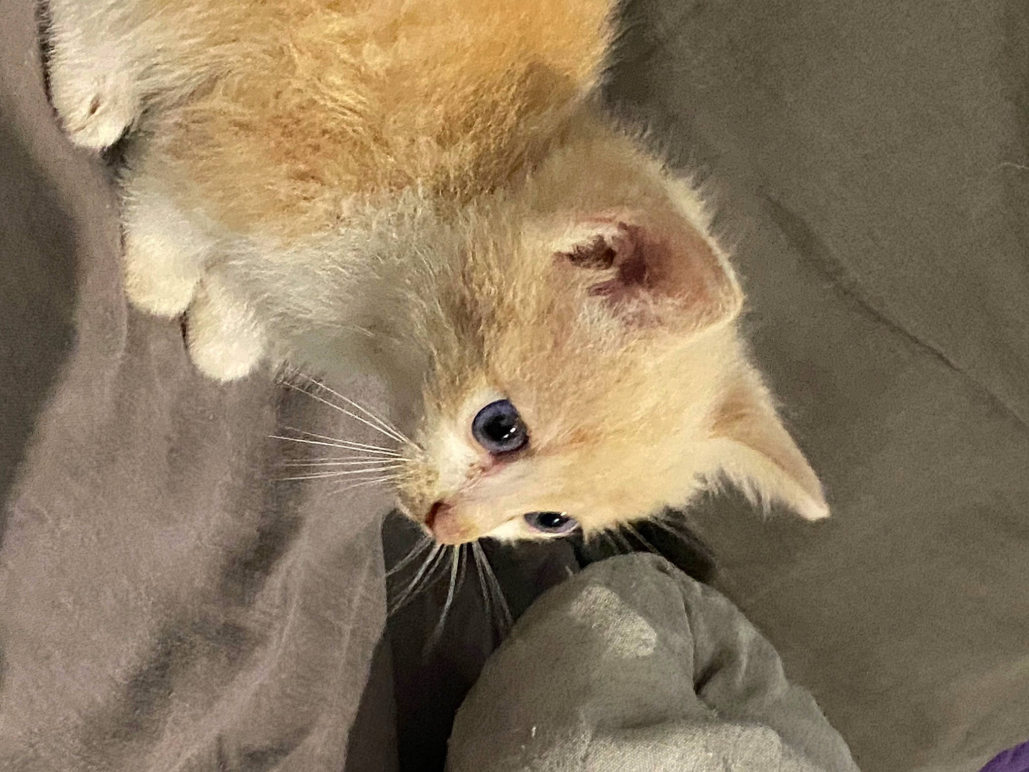 Eros a rejoint le concours — aidez-le/la à gagner de superbes lots ! carnivore, cat, claw, comfort, domestic_short_haired_cat, fang, fawn, felidae, fur, nap, paw, small_to_medium_sized_cats, snout, tail, terrestrial_animal, thai, whiskers, wildlife