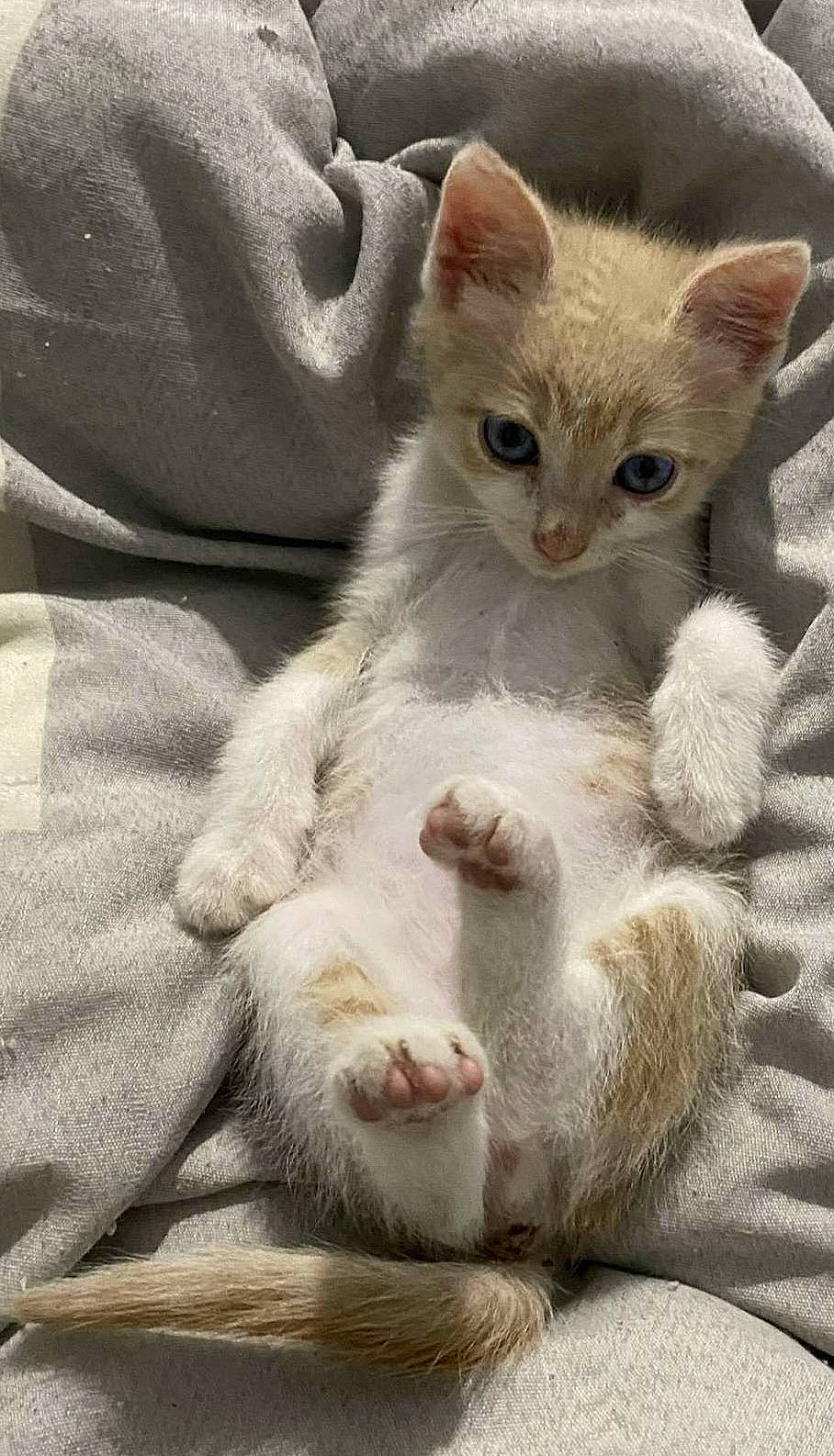 Eros participe au concours pour gagner de l'argent avec cette photo : carnivore, cat, claw, comfort, domestic_short_haired_cat, fawn, felidae, fur, paw, small_to_medium_sized_cats, snout, tail, terrestrial_animal, whiskers