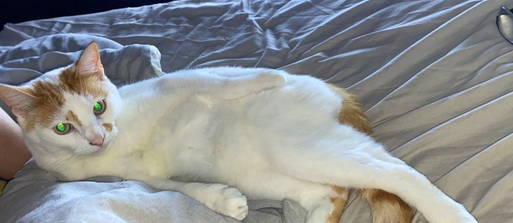 Tarzan participe au concours pour gagner de l'argent avec cette photo : canidae, carnivore, cat, claw, comfort, dog_breed, domestic_short_haired_cat, fawn, felidae, fur, nap, paw, sleep, small_to_medium_sized_cats, snout, sporting_group, tail, terrestrial_animal, whiskers, wildlife