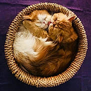 Stevechouchou participe au concours pour gagner de l'argent avec cette photo : affection, animal, basket, cat, cats, close_up, cozy, curled_up, cute, domestic_cat, feline, fluffy, fur, licking, pet, purple_background, resting, round, sleeping, woven