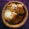 affection, animal, basket, cat, cats, close_up, cozy, curled_up, cute, domestic_cat, feline, fluffy, fur, licking, pet, purple_background, resting, round, sleeping, woven